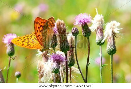 Papillon