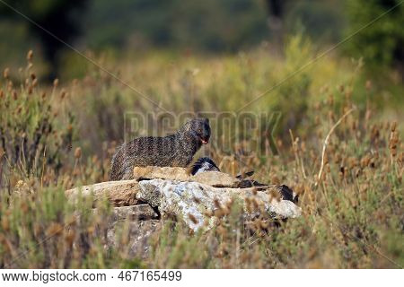 The Egyptian Mongoose (herpestes Ichneumon) Eating A Dead Pigeon. Mongoose With Prey In Yellow Grass