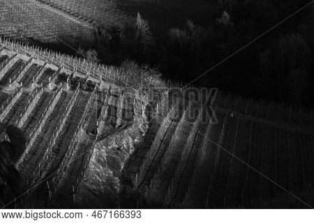 Black And White Images Of The Piedmontese Langhe In Serralunga D'alba In The Autumn Period In 2022