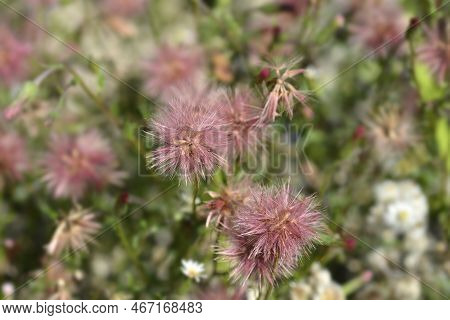 Spreading Fleabane Seed Heads In The Garden