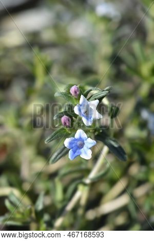 Gromwell Crystal Blue Flowers In The Garden