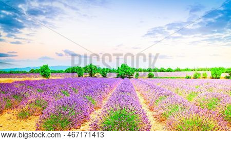 Landscape With Rows Of Lavender Flowers Field Under Summer Blue Sky, France, Web Bwnner Format
