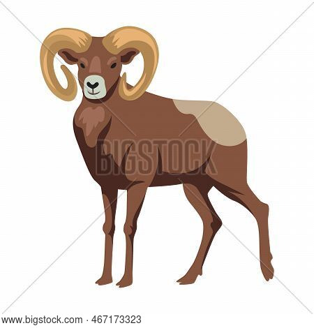 Ram, Brown Bighorn, Cartoon Illustration. Sheep, Mascot With Big Horns Vector Isolated On White Back