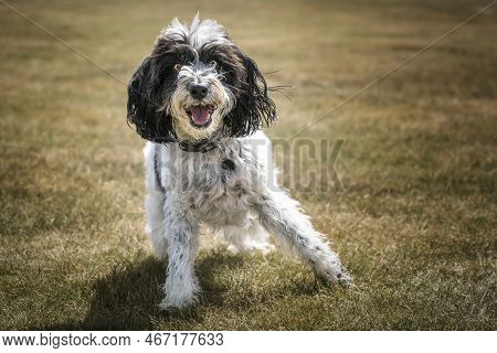 Black And White Cockapoo Playing In A Field And Looking Directly At The Camera
