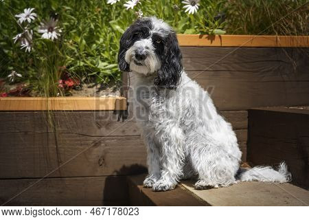 Black And White Cockapoo Sitting Down In Her Garden With A Head Tilt Looking Directly At The Camera