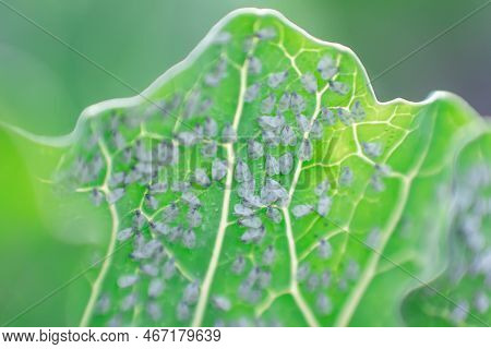 Whitefly Aleyrodes Proletella Agricultural Pest On Cabbage Leaf.