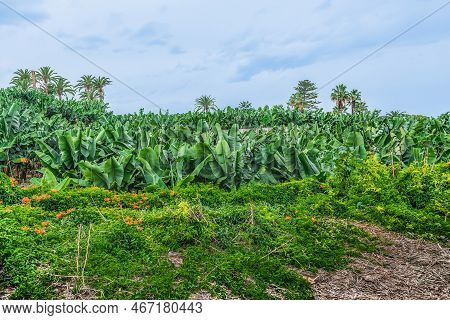 Banana Field In Puerto De La Cruz In Tenerife, Spain. Climbers Of A Wild Exotic Plant Pyrostegia Ven