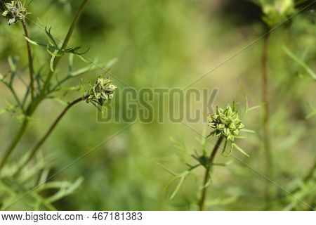 California Gilia Flower Buds In The Garden