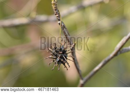 American Sweetgum Seed Head In The Autumn