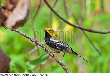 Black-throated Green Warbler Searches For Insects In The Tree Canopy Of The Forest