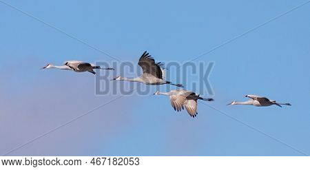 A Flock Of Sandhill Cranes Flying In The Blue Sky