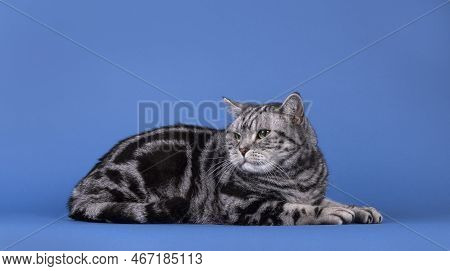 Handsome Black Silver Blotched British Shorthair Cat, Laying Down Side Ways. Looking Over Shoulder A
