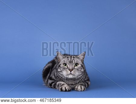 Handsome Black Silver Blotched British Shorthair Cat, Laying Down Facing Front. Looking Straight To 