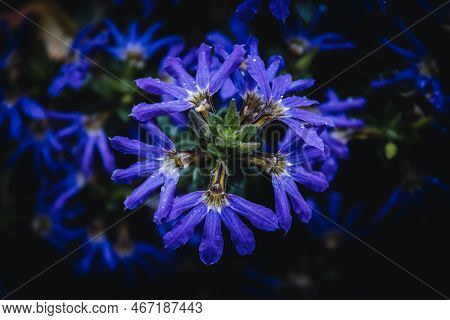 Macro Photo Of Purple Scaevola Aemula With Water Droplets After Rain With Dark Background In Ideal L