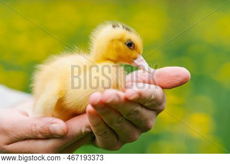 Yellow Duckling Mulard In The Hands. Cute Fluffy Goose.
