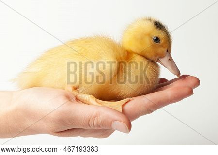 Small Yellow Mulard Duck In Hand, Close-up.