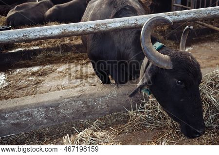 The Buffaloes In The Pen Stuck Out Their Heads To Graze. Agriculture, Farming And Animal Husbandry C