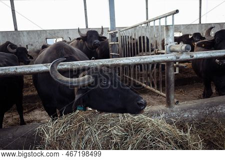 The Buffaloes In The Pen Stuck Out Their Heads To Graze. Agriculture, Farming And Animal Husbandry C
