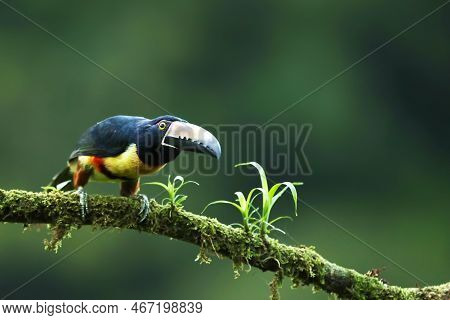 Collared Aracari, Pteroglossus Torquatus, Bird With Big Bill. Toucan Sitting On The Nice Branch In T