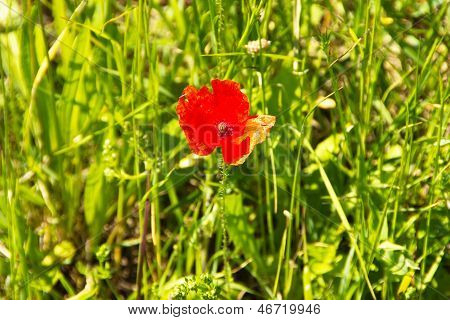 Beautiful Red Corn Poppy On Field