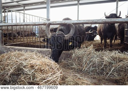 The Buffaloes In The Pen Stuck Out Their Heads To Graze. Agriculture, Farming And Animal Husbandry C