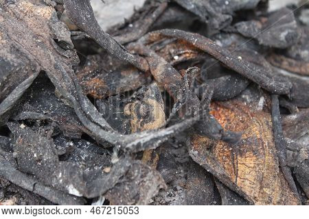 Pieces Of Dried Banana Peels, Used For Plant Fertilizer.