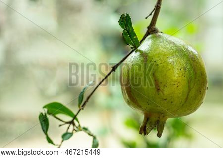 Pomegranate Is A Small Fruit-bearing Tree Native To Asia, Round-shaped Fruit With Reddish Yellowish 