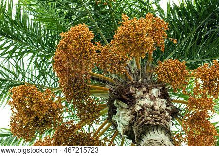 These Fruits Arise From Date Palm Trees Grown In Tropical Regions Of The World. While They Are High 