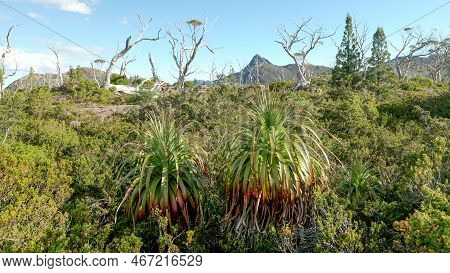 Close Shot Of Endemic Pandani Plants At The Labyrinth In Tasmania