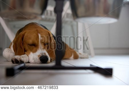 An Adult Beagle Dog Sleeps In The Fields Next To A Dogs Food Rack. Tired Dog Beagle Rests With Close
