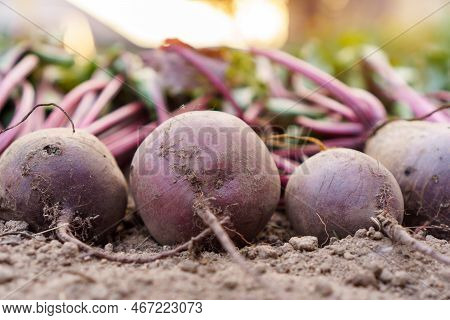 Side View Of Row Of Ripe Unwashed Beets Beetroot Lying On Ground Dug Out From Garden-bed In Vegetabl