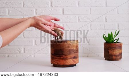 Woman Gardener Pours Moss Sphagnum For Planting Houseplant In A Pot, Home Interior. Female Hands Pou