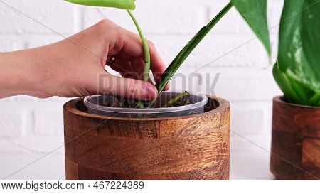 Woman Gardener Planting Monstera Albo Houseplant In Pot, Home Interior. Female Hands Holding Monster