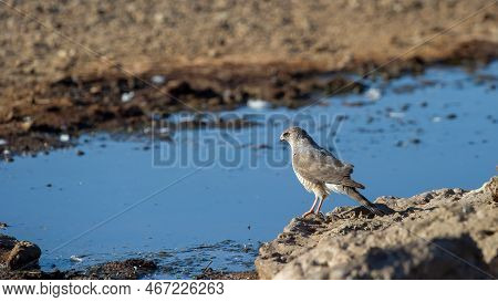 Gabar Goshawk ( Melierax Gabar) Kgalagadi Transfrontier Park, South Africa