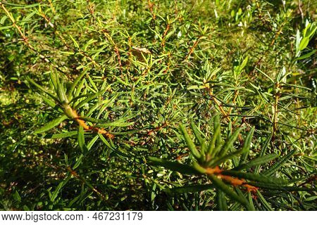 Marsh Rosemary Ledum Palustre Is A Plant Species From The Ledum Genus Of The Heather Family Ericacea