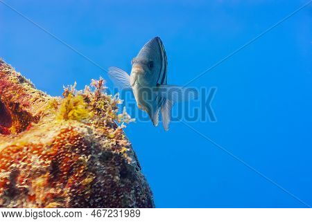 Wild Sergeant Major Or Abudefduf Saxatilis Swimming Over Coral