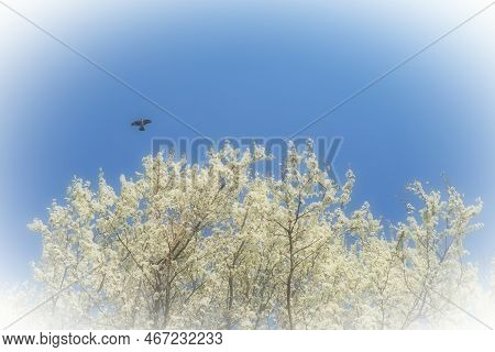 Blossoming Of Cherries, Sweet Cherries And Bird Cherry. A Black Bird Flies Across The Blue Sky Above