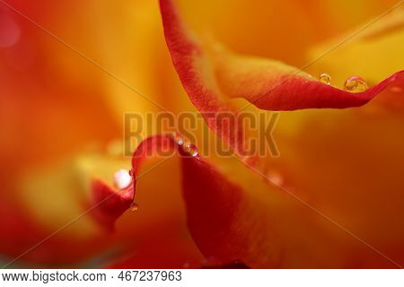The Middle Of A Red Rose Petals. Close Up, Flower Background