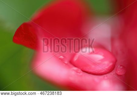 Dew Drops On Rose, Red Rose, Macro Shot
