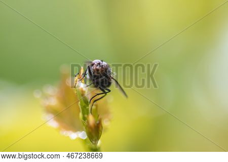 Fly Macro Shot On The Green Grass.