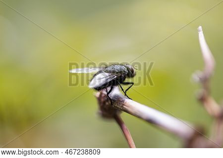 A Macro Of Fly, An Insect Close Up