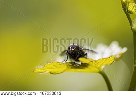 A Macro Fly, An Insect, On The Green Grass.