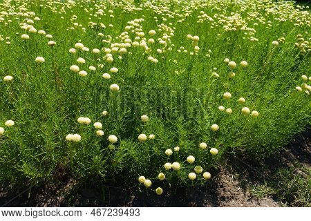 Abundant Flowers Of Santolina Virens In June
