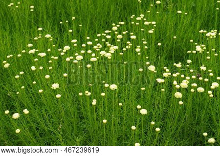 Florescence Of Santolina Virens In Mid June