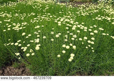 Hundreds Of Flowers Of Santolina Virens In June
