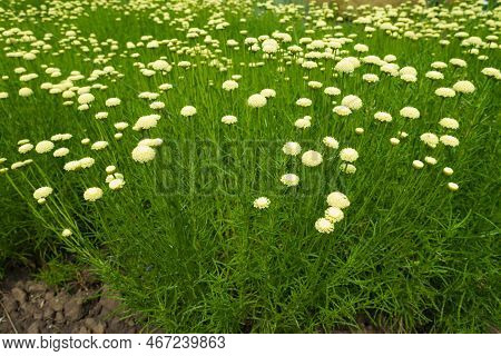 Lots Of Flowers Of Santolina Virens In June