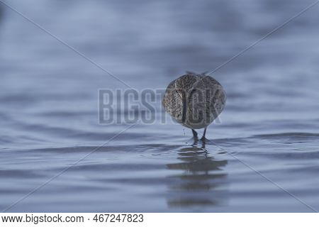 White-rumped Sandpiper (calidris Fuscicollis) Searching For Food Along The Coast Of Sea Lion Island 