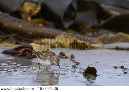 White-rumped Sandpiper (calidris Fuscicollis) Searching For Food Along The Coast Of Sea Lion Island 