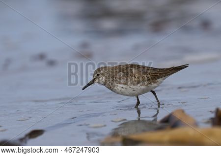 White-rumped Sandpiper (calidris Fuscicollis) Searching For Food Along The Coast Of Sea Lion Island 
