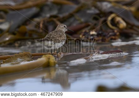 White-rumped Sandpiper (calidris Fuscicollis) Searching For Food Along The Coast Of Sea Lion Island 
